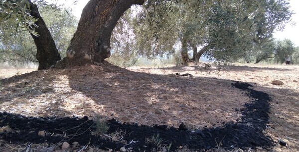 tesis doctoral biochar suelos uja carboliva