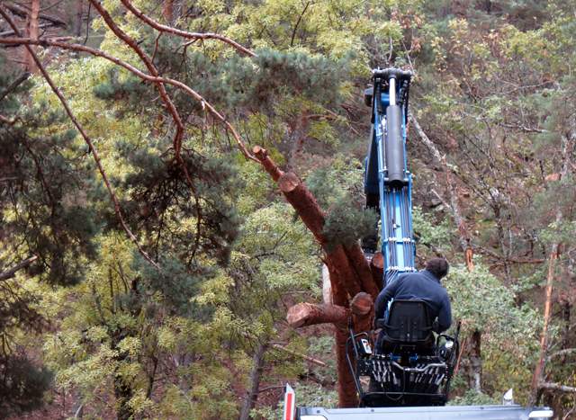 Biomasa forestal en la estrategia de economia circular