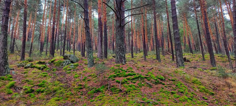 bosques y biomasa en RED III